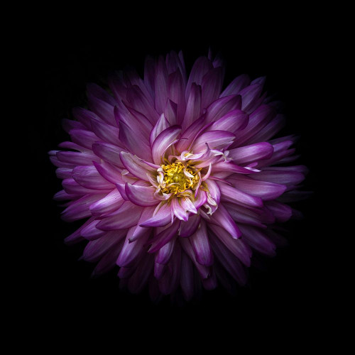 Purple Mum Poster Print by Brian Carson # BRC117461