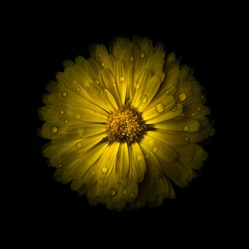 Yellow Daisy Mum Poster Print by Brian Carson # BRC117492