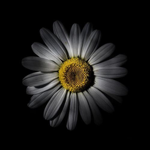 White Daisy IV Poster Print by Brian Carson # BRC117472