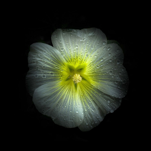 White Petunia Detail Poster Print by Brian Carson # BRC117479