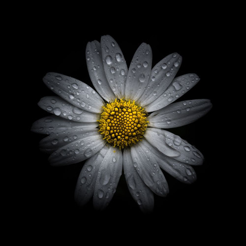 White Daisy III Poster Print by Brian Carson # BRC117471