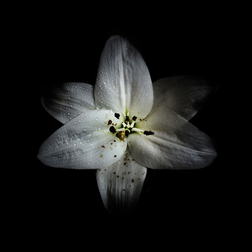 White Lily Poster Print by Brian Carson # BRC117476