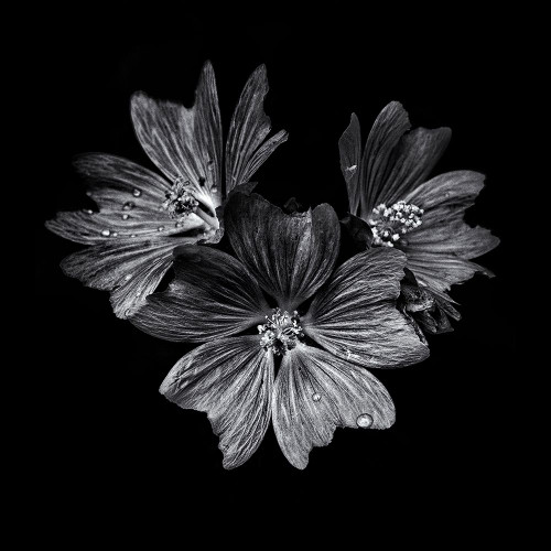 Black And White Flower Trio Poster Print by Brian Carson # BRC117425