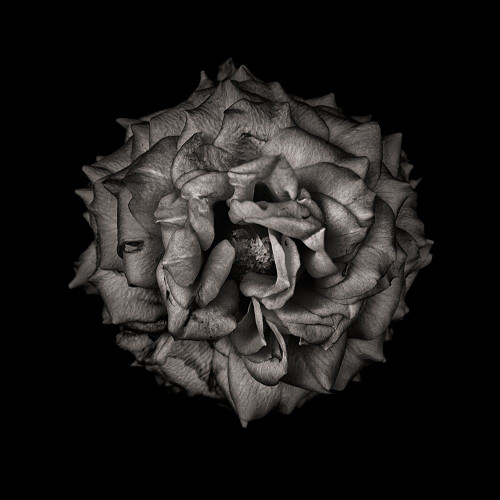 Black and White Camelia VI Poster Print by Brian Carson # BRC117415