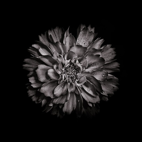 Black And White Dahlia II Poster Print by Brian Carson # BRC117417