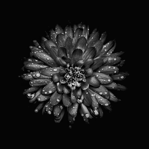 Black And White Mum II Poster Print by Brian Carson # BRC117430