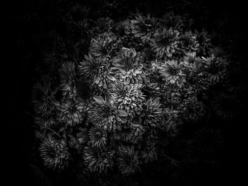 Black And White Mum Bouquet Poster Print by Brian Carson # BRC117428