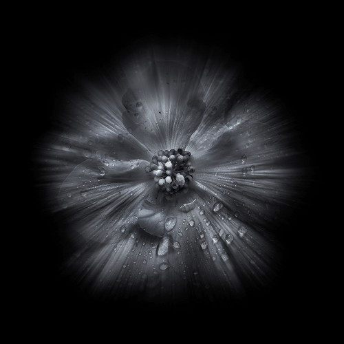Black And White Petunia IV Poster Print by Brian Carson # BRC117441
