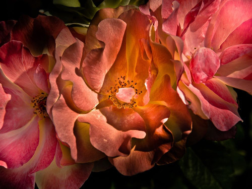 Pink Camelia II Poster Print by Brian Carson # BRC117457