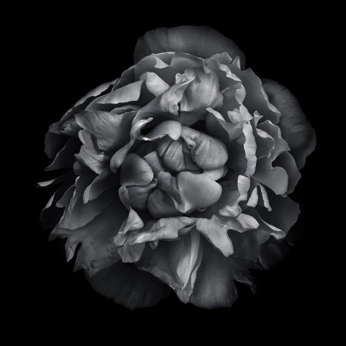 Black And White Camelia II Poster Print by Brian Carson # BRC117411