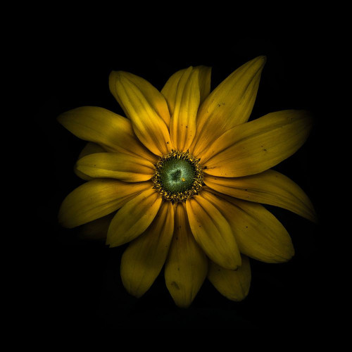 Green Center Daisy Poster Print by Brian Carson # BRC117451