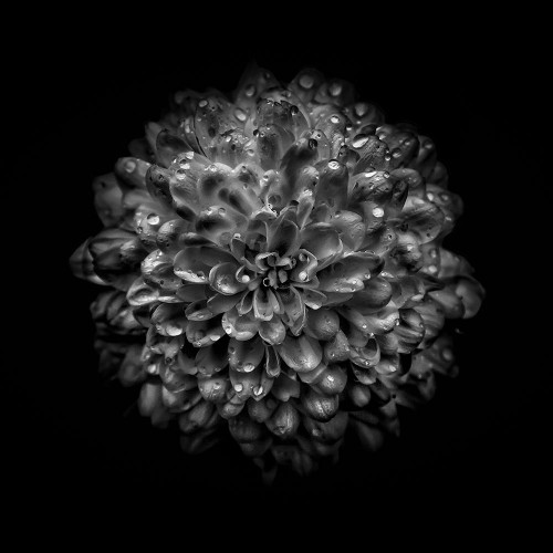 Black And White Mum III Poster Print by Brian Carson # BRC117431