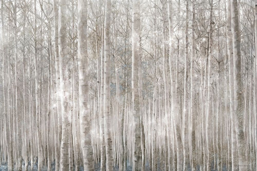 Birch Trees     Poster Print by Bluebird Barn Bluebird Barn # BLUE456