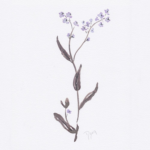 Lavender Wildflowers I Poster Print by Beverly Dyer # BDSQ076A