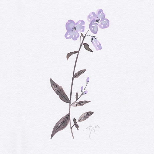 Lavender Wildflowers II Poster Print by Beverly Dyer # BDSQ076B