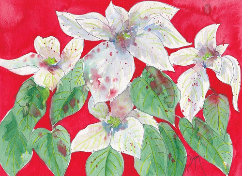 Poinsettias Poster Print by Beverly Dyer # BDRC208
