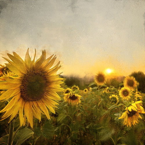 Field of Sunflowers Poster Print by Ann Bailey # BASQ045A