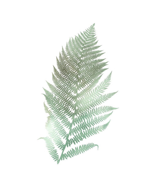 Watercolor Fern 2 Poster Print by Ann Bailey # BARC060B