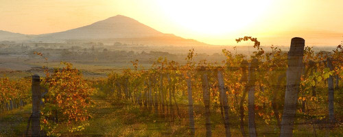Dawn Over the Vineyard Poster Print by Ann Bailey # BARN010