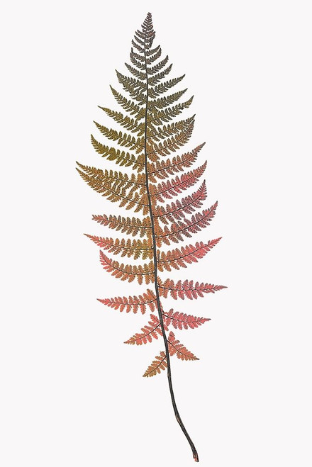 Coral Gold Fern 2 Poster Print by Ann Bailey # BARC072B
