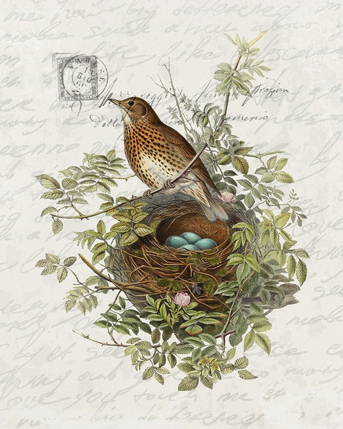 Nesting 2 Poster Print by Ann Bailey # BARC065B