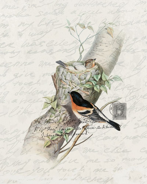 Nesting 3 Poster Print by Ann Bailey # BARC065C