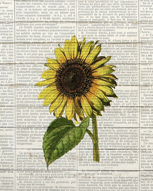 Sunflower Print 2 Poster Print by Ann Bailey # BARC061B