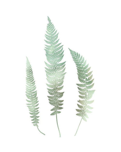 Watercolor Fern 3 Poster Print by Ann Bailey # BARC060C