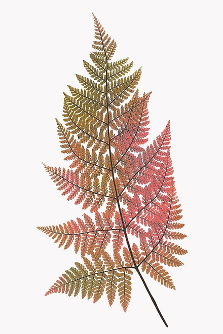 Coral Gold Fern 1 Poster Print by Ann Bailey # BARC072A