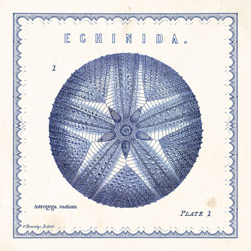 Sea Urchin I Poster Print by Gwendolyn Babbitt # BAB519