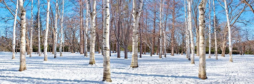 Hokkaido 1 Poster Print by Alan Blaustein # B3939D