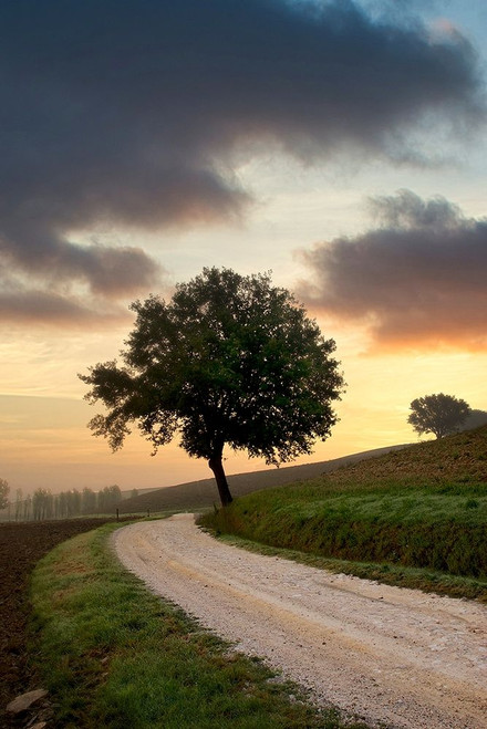 Tuscan Farm Road Sunrise #2 Poster Print by Alan Blaustein # B4040D