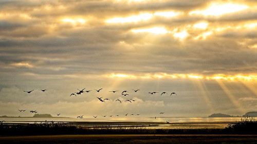 Sunrise on The Estuary Poster Print by Chuck Burdick # B3892D
