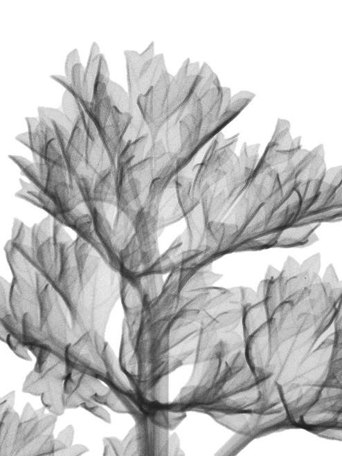 Romaine Delight Poster Print by Albert Koetsier # AKRC663A