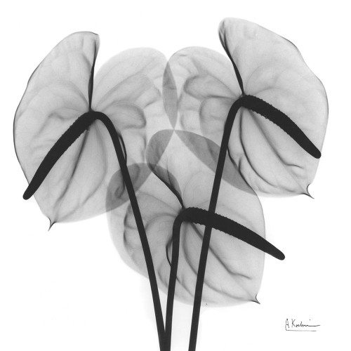 Flamingo 2 Poster Print by Albert Koetsier # AKSQ205B