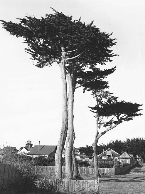 Looking Over Poster Print by Albert Koetsier # AKRC631A