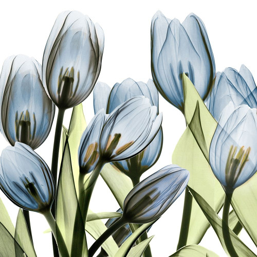 Tulip Blues 1 Poster Print by Albert Koetsier # AK8SQ405C2