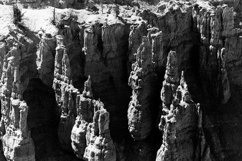 Jagged Forest Poster Print by Albert Koetsier # AKRC661A