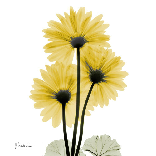 Golden Gerbera 2 Poster Print by Albert Koetsier # AK8SQ415A