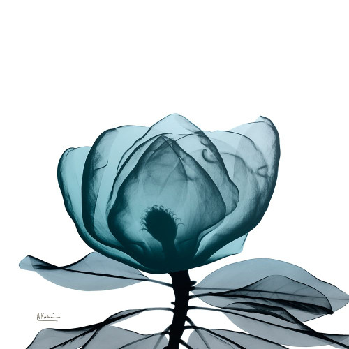 Midnight Magnolia 1 Poster Print by Albert Koetsier # AK8SQ427A