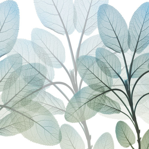 Resilient Growth 2 Poster Print by Albert Koetsier # AK8SQ429B