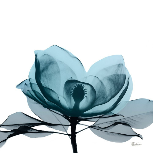 Midnight Magnolia 2 Poster Print by Albert Koetsier # AK8SQ427B