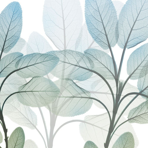 Resilient Growth 1 Poster Print by Albert Koetsier # AK8SQ429A