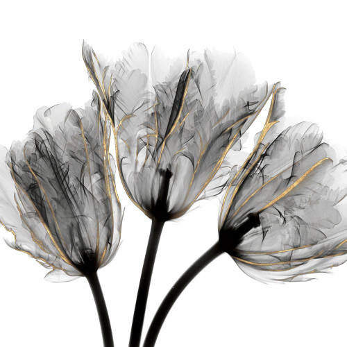 Gold Embellished Tulips 3 Poster Print by Albert Koetsier # AK8SQ222C