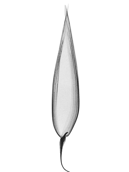 Burning Desires Poster Print by Albert Koetsier # AKRC666A