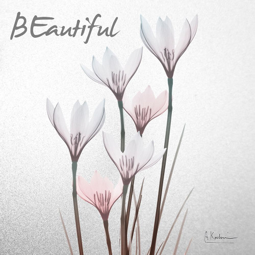 Beautiful White Rain Lily 1 Poster Print by Albert Koetsier # AK8SQ421A