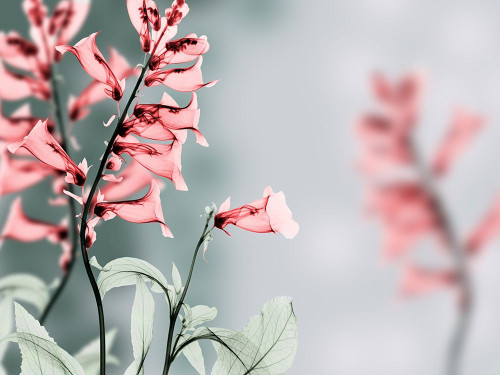 Unfocused Beauty 2 Poster Print by Albert Koetsier # AK8RC593B