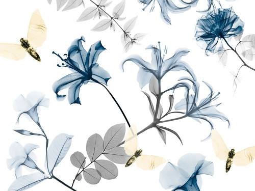 Sweet Nectar 4 Poster Print by Albert Koetsier # AK8RC341B1