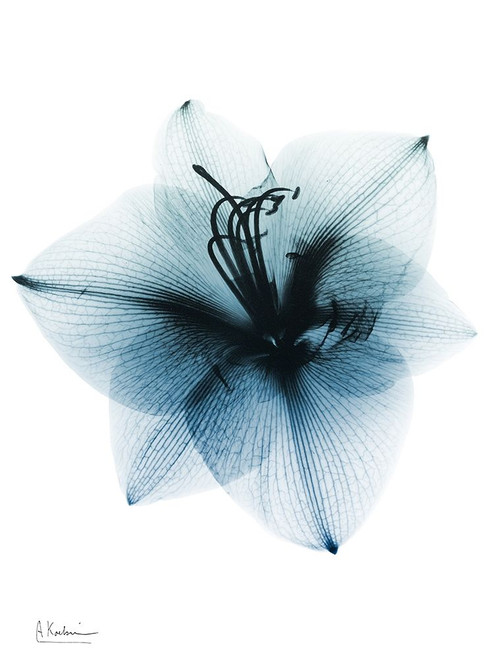 Glacial Amaryllis 1 RC Poster Print by Albert Koetsier # AK8RC591B