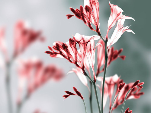 Unfocused Beauty 1 Poster Print by Albert Koetsier # AK8RC593A